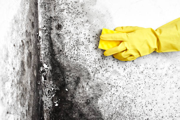 Best Mold Prevention Services  in Montesano, WA