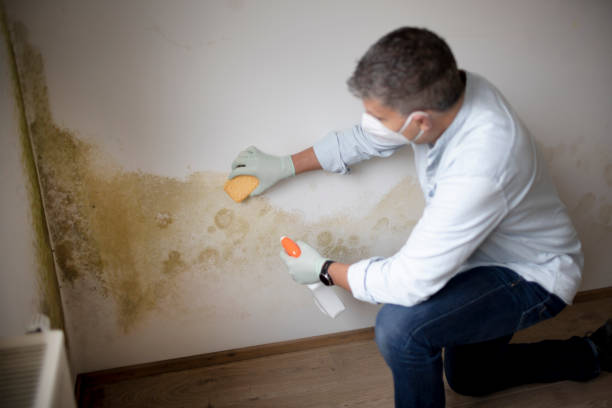 Best Commercial Mold Inspection  in Montesano, WA